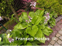 Hosta 